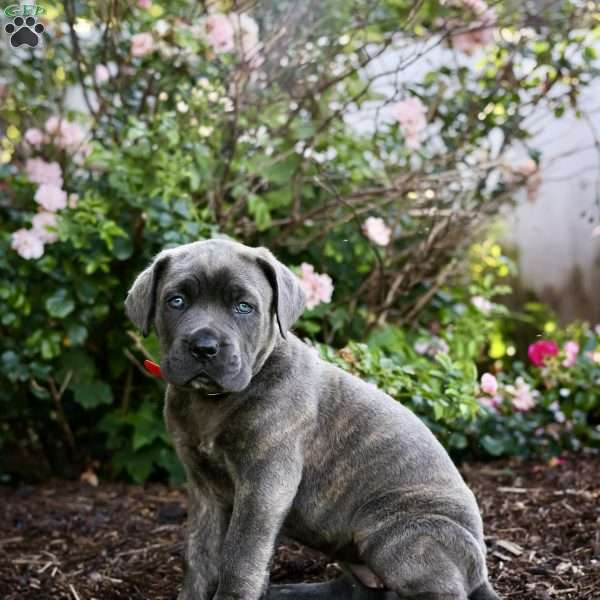 Faye, Cane Corso Puppy